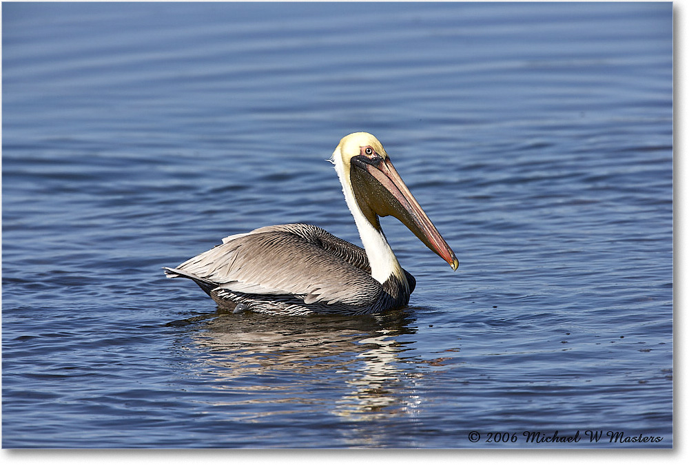 BrownPelican_DingDarlingNWR_2006Jan_E0K6484 copy