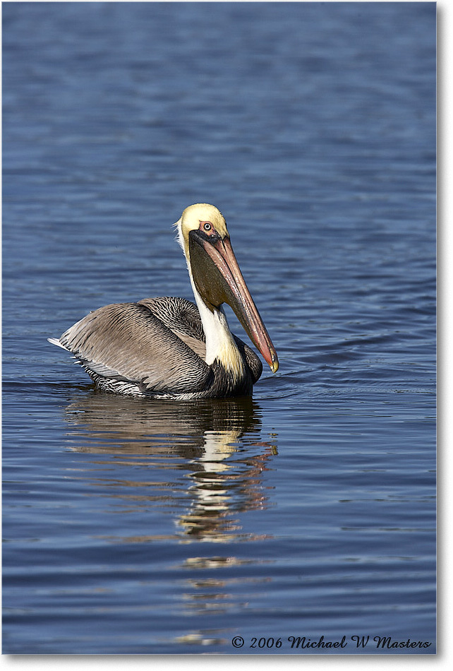 BrownPelican_DingDarlingNWR_2006Jan_E0K6493 copy