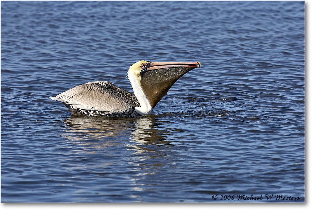 BrownPelican_DingDarlingNWR_2006Jan_E0K6535 copy