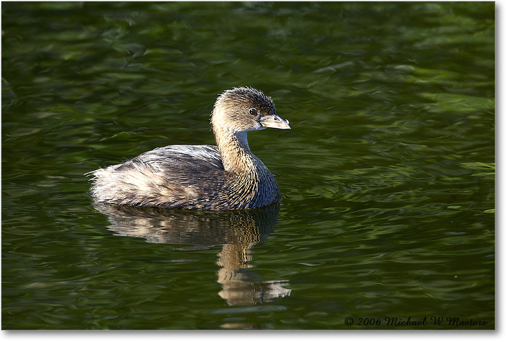 Grebe_DingDarlingNWR_2006Jan_E0K6278 copy