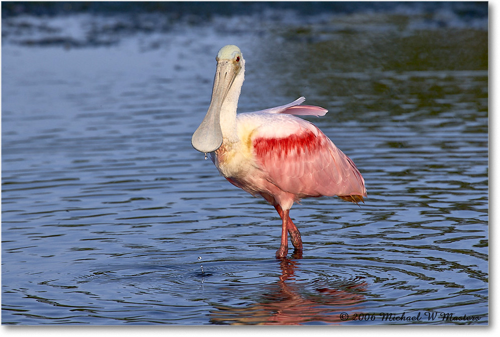 RoseateSpoonbill_DingDarlingNWR_2006Jan_E0K6067 copy