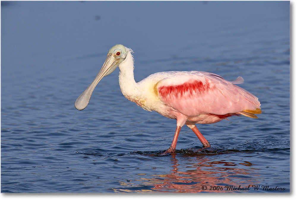 RoseateSpoonbill_DingDarlingNWR_2006Jan_E0K6083 copy