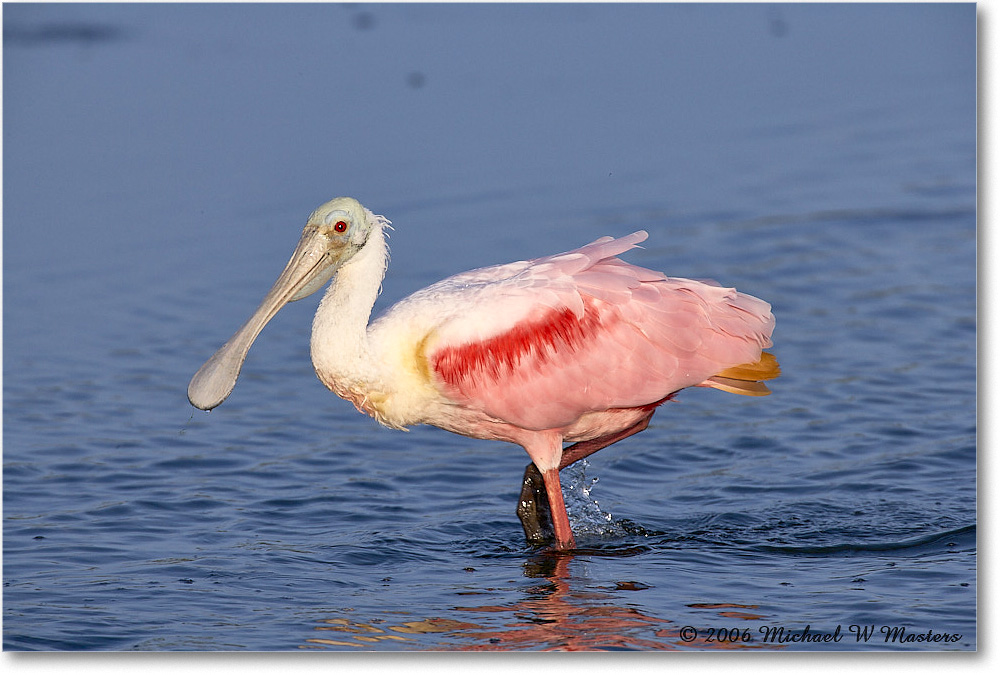 RoseateSpoonbill_DingDarlingNWR_2006Jan_E0K6084 copy