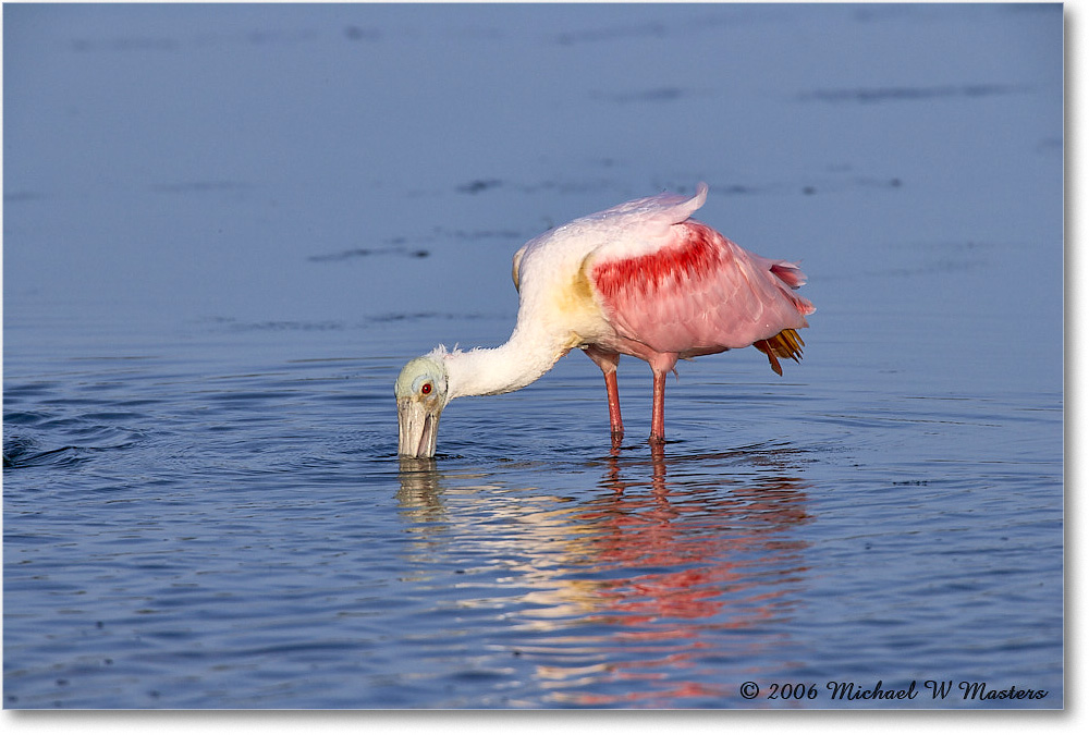 RoseateSpoonbill_DingDarlingNWR_2006Jan_E0K6120 copy