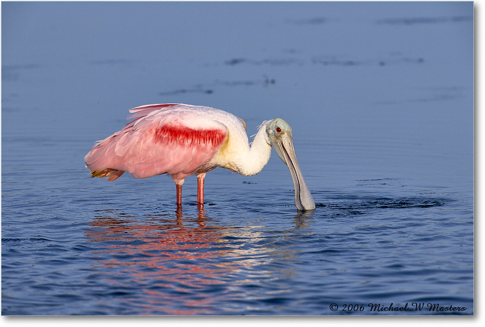 RoseateSpoonbill_DingDarlingNWR_2006Jan_E0K6126_1 copy