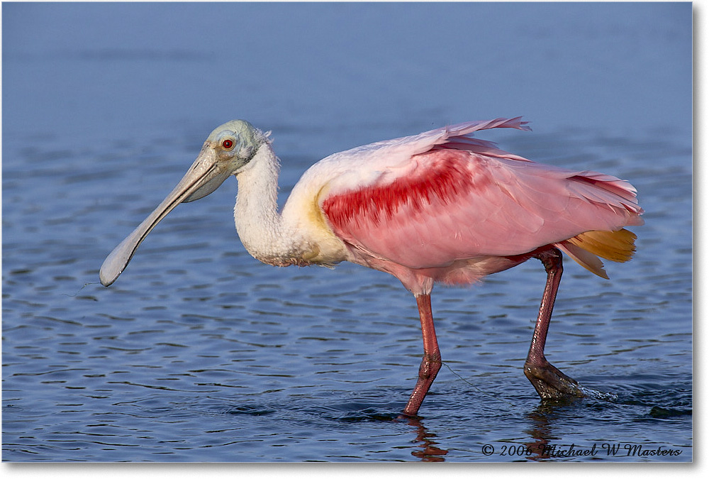 RoseateSpoonbill_DingDarlingNWR_2006Jan_E0K6149 copy