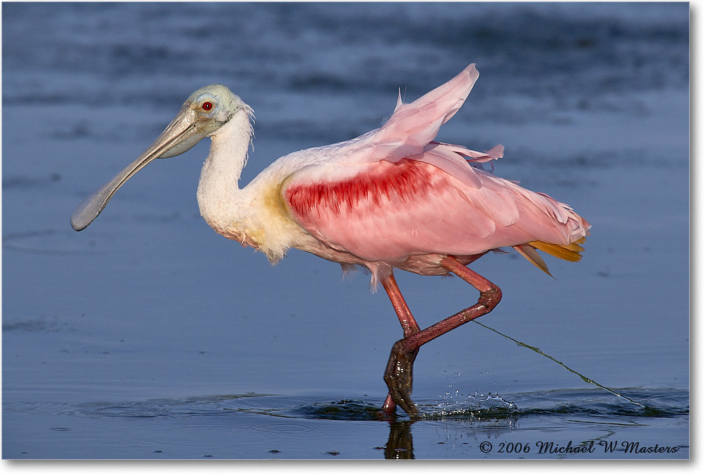 RoseateSpoonbill_DingDarlingNWR_2006Jan_E0K6154 copy