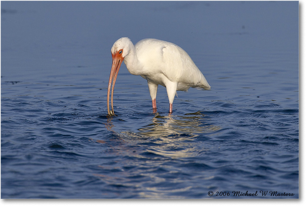 WhiteIbis_DingDarlingNWR_2006Jan_E0K6106 copy