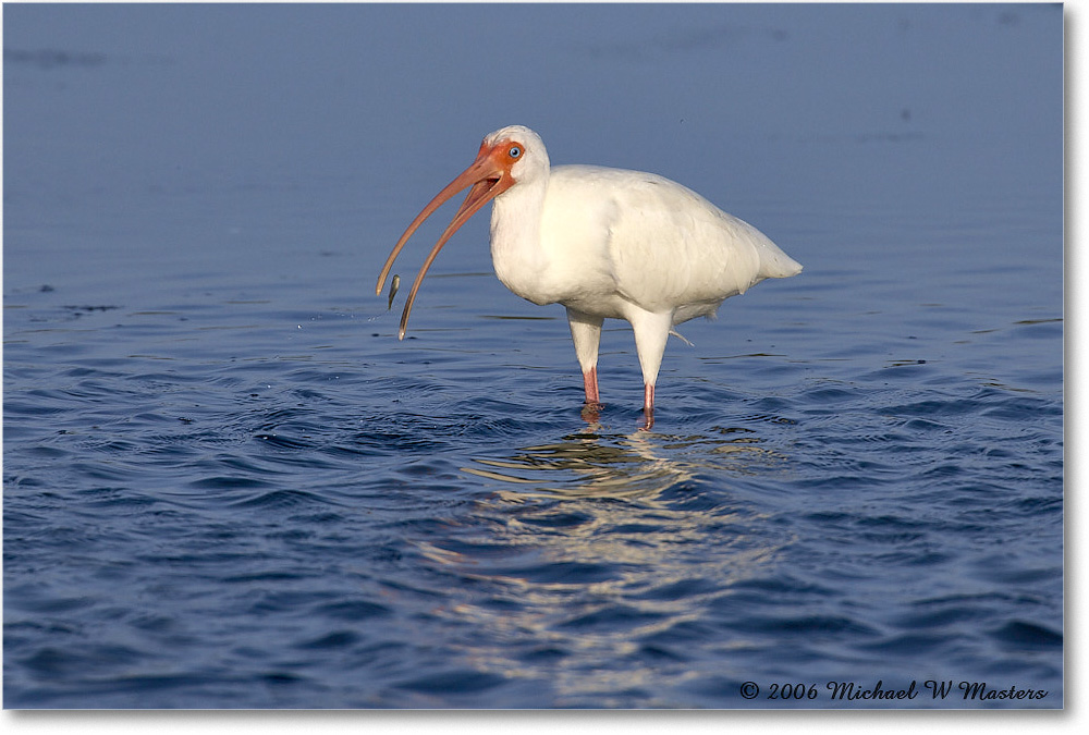 WhiteIbis_DingDarlingNWR_2006Jan_E0K6107_1 copy