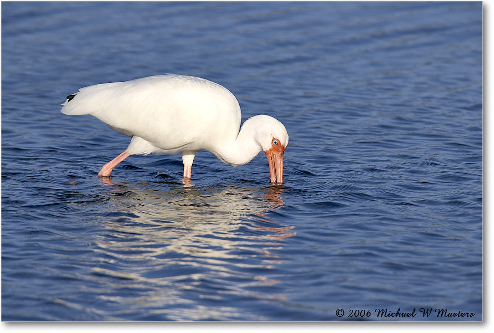 WhiteIbis_DingDarlingNWR_2006Jan_E0K6187 copy