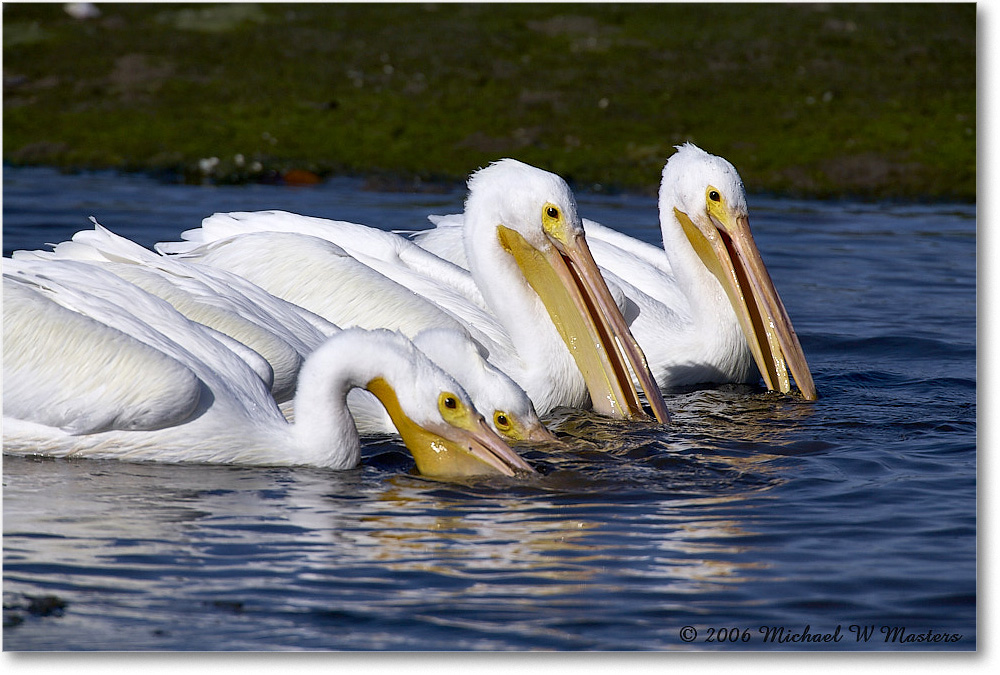 WhitePelican_DingDarlingNWR_2006Jan_E0K6397 copy