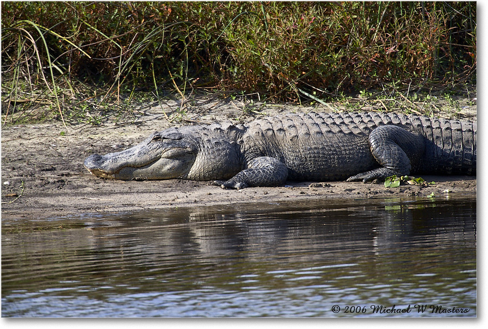 Alligator_Myakka_2006Jan_E0K4942 copy