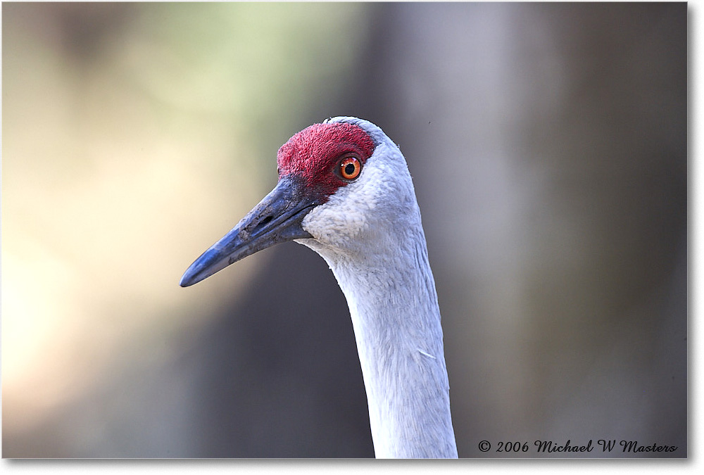 SandhillCrane_Myakka_2006Jan_E0K4956 copy