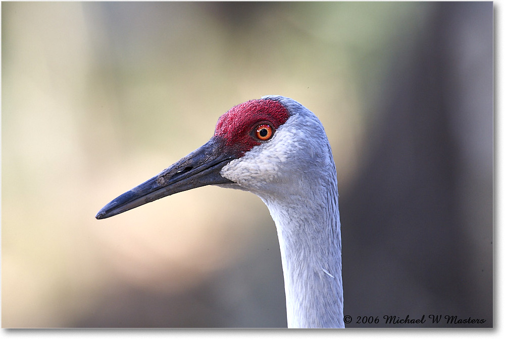 SandhillCrane_Myakka_2006Jan_E0K4964 copy