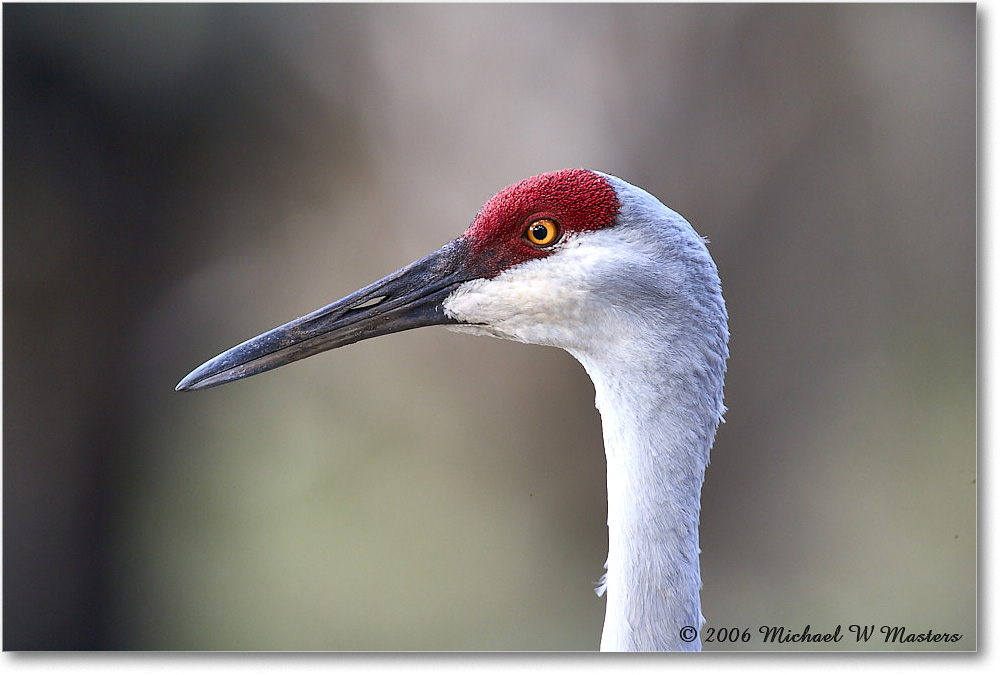 SandhillCrane_Myakka_2006Jan_E0K4969 copy