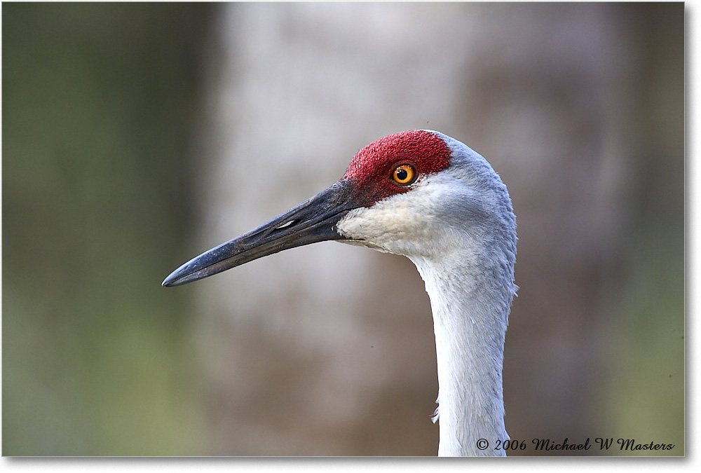 SandhillCrane_Myakka_2006Jan_E0K4985 copy