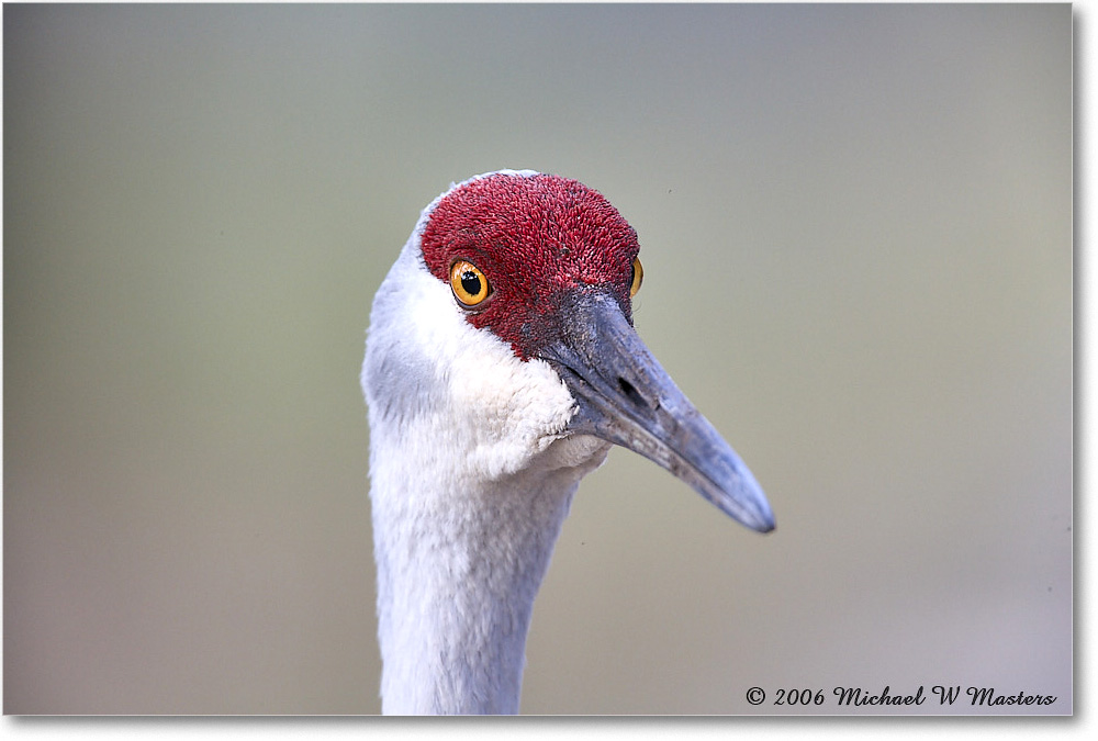 SandhillCrane_Myakka_2006Jan_E0K4990 copy