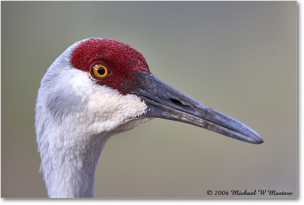 SandhillCrane_Myakka_2006Jan_E0K4991 copy