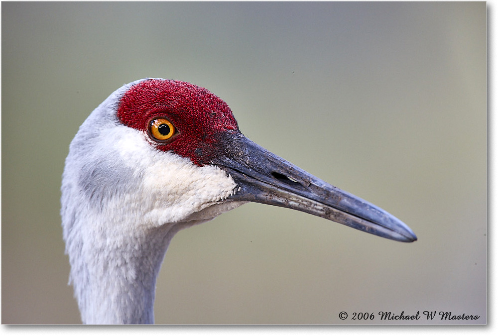 SandhillCrane_Myakka_2006Jan_E0K4992 copy