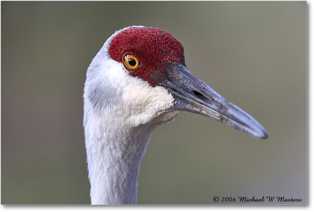 SandhillCrane_Myakka_2006Jan_E0K4996 copy