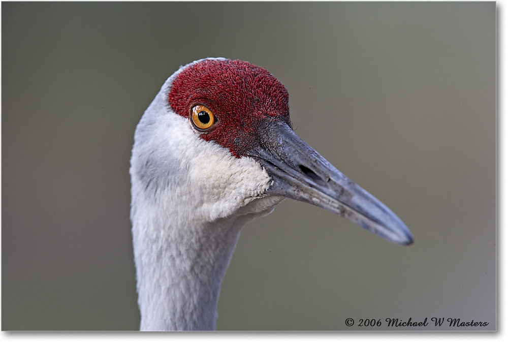 SandhillCrane_Myakka_2006Jan_E0K4997 copy