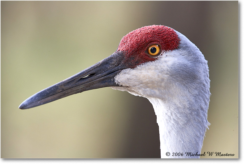 SandhillCrane_Myakka_2006Jan_E0K5003 copy