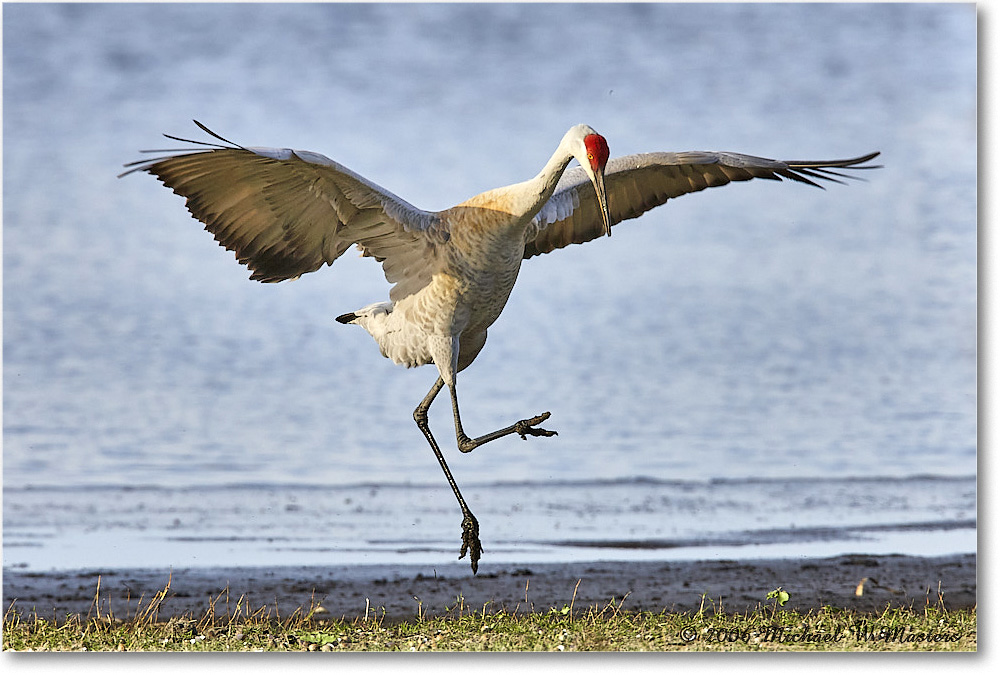 SandhillCrane_Myakka_2006Jan_E0K5004 copy