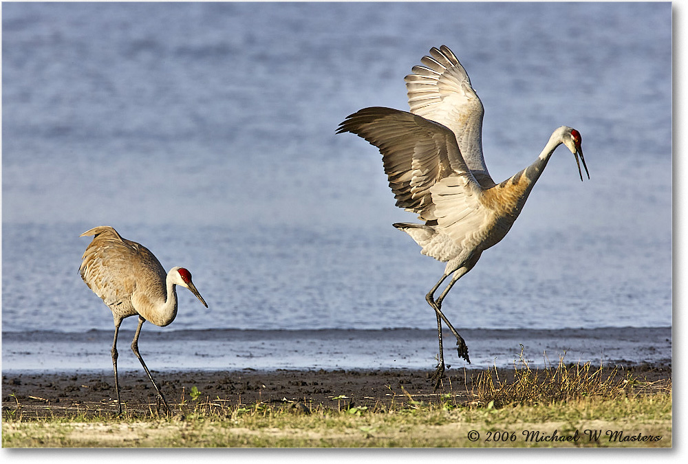 SandhillCrane_Myakka_2006Jan_E0K5006 copy