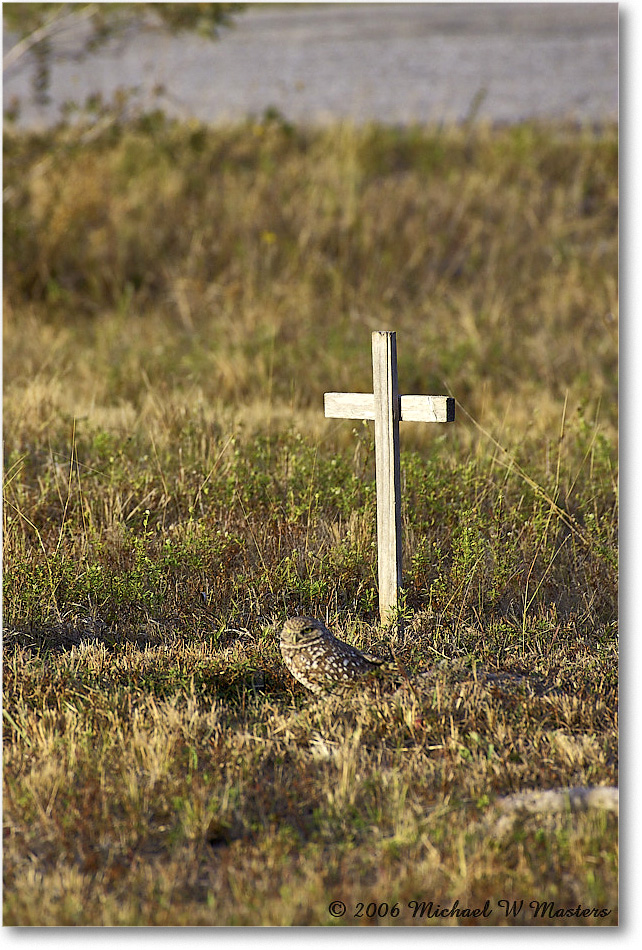 BurrowingOwl_CapeCoral_2006Jan_Y2F7332 copy