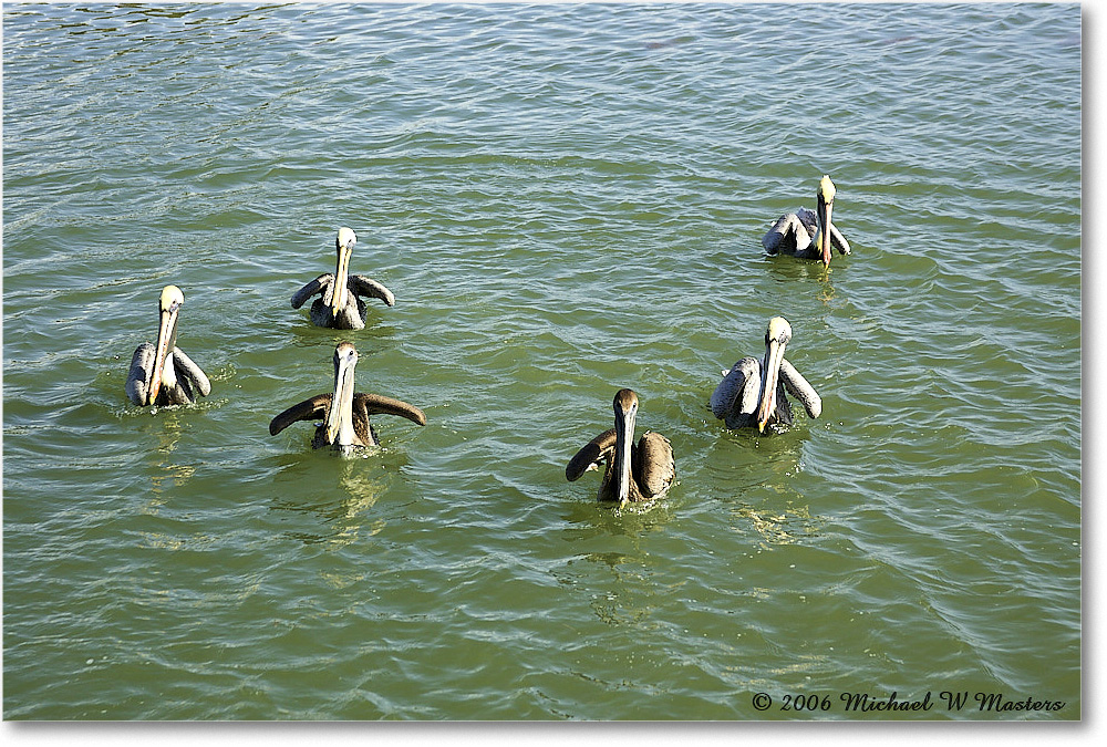 BrownPelican_PlacidaBay_2006Jan_Y2F6698 copy