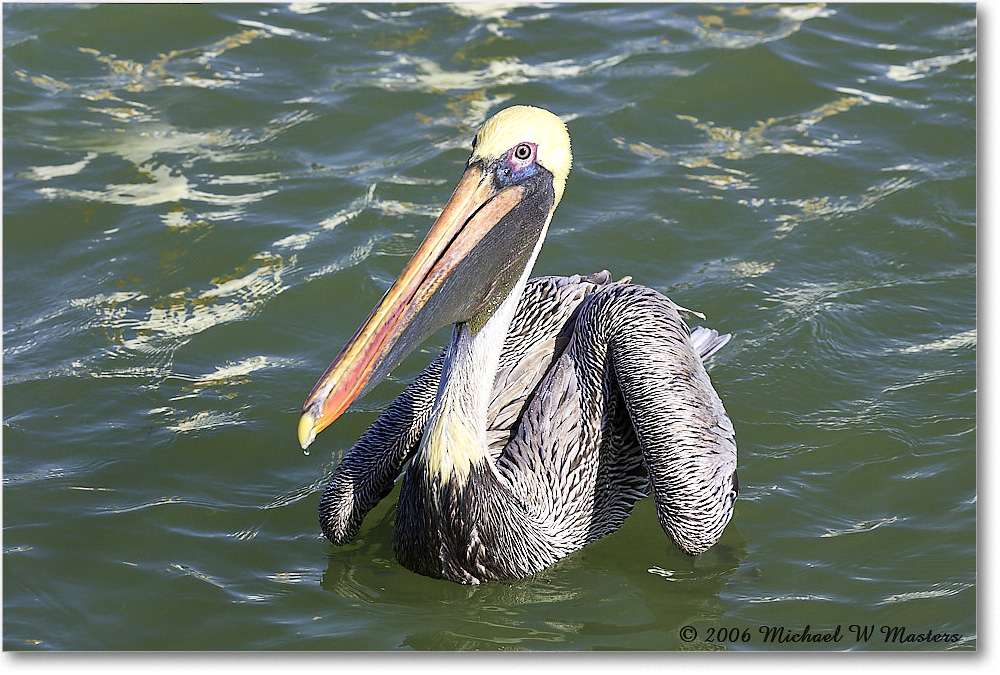 BrownPelican_PlacidaBay_2006Jan_Y2F6723 copy