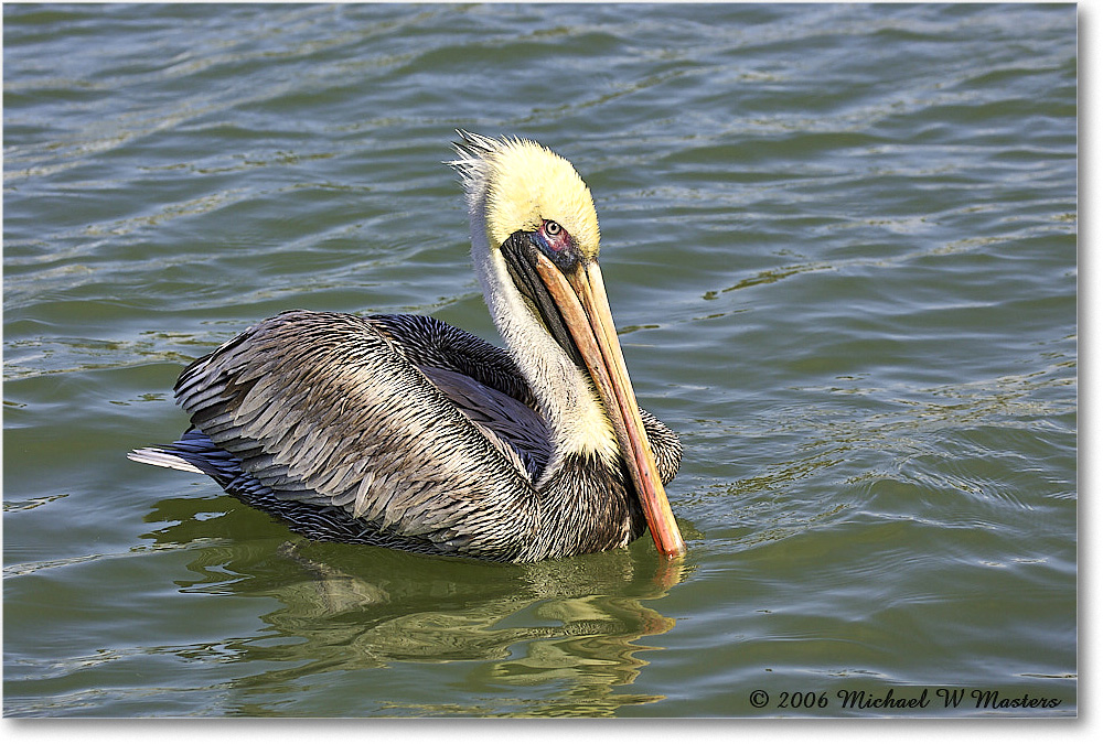 BrownPelican_PlacidaBay_2006Jan_Y2F6793 copy