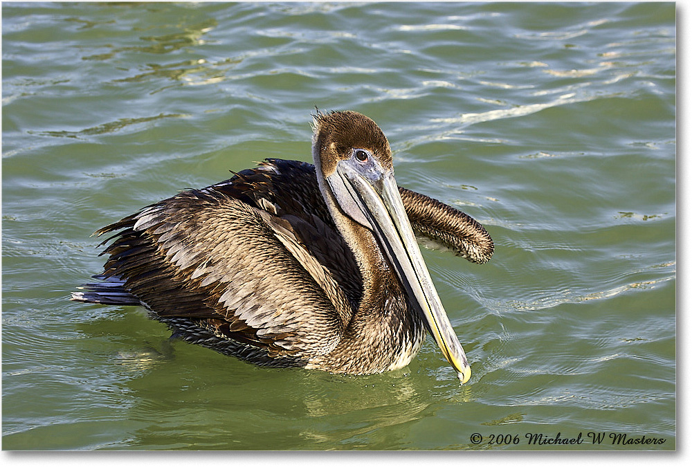 BrownPelican_PlacidaBay_2006Jan_Y2F6796 copy