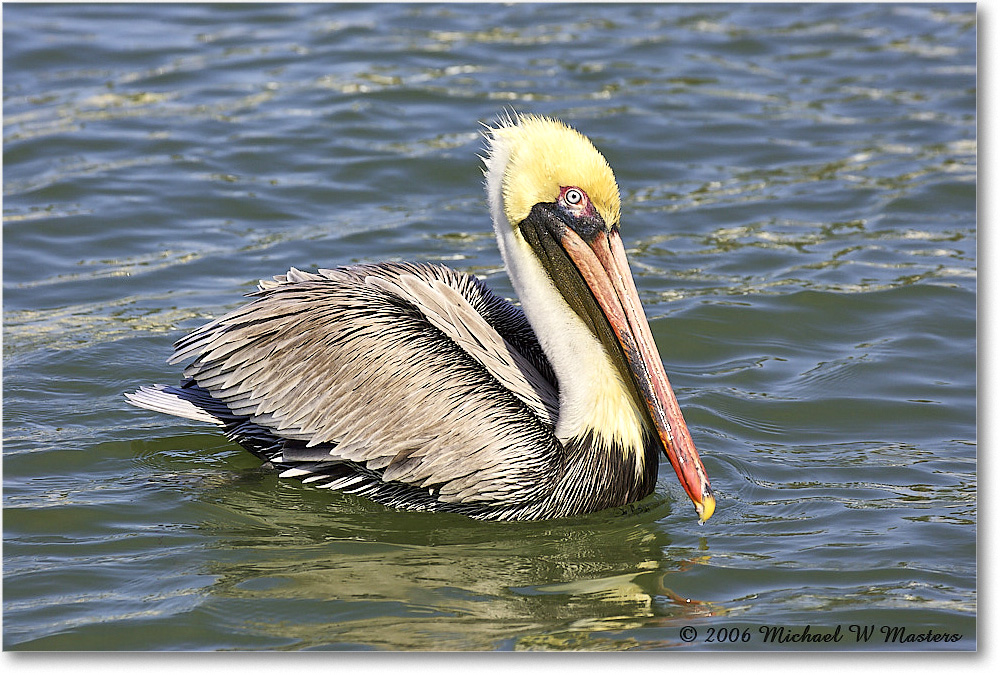 BrownPelican_PlacidaBay_2006Jan_Y2F6806 copy