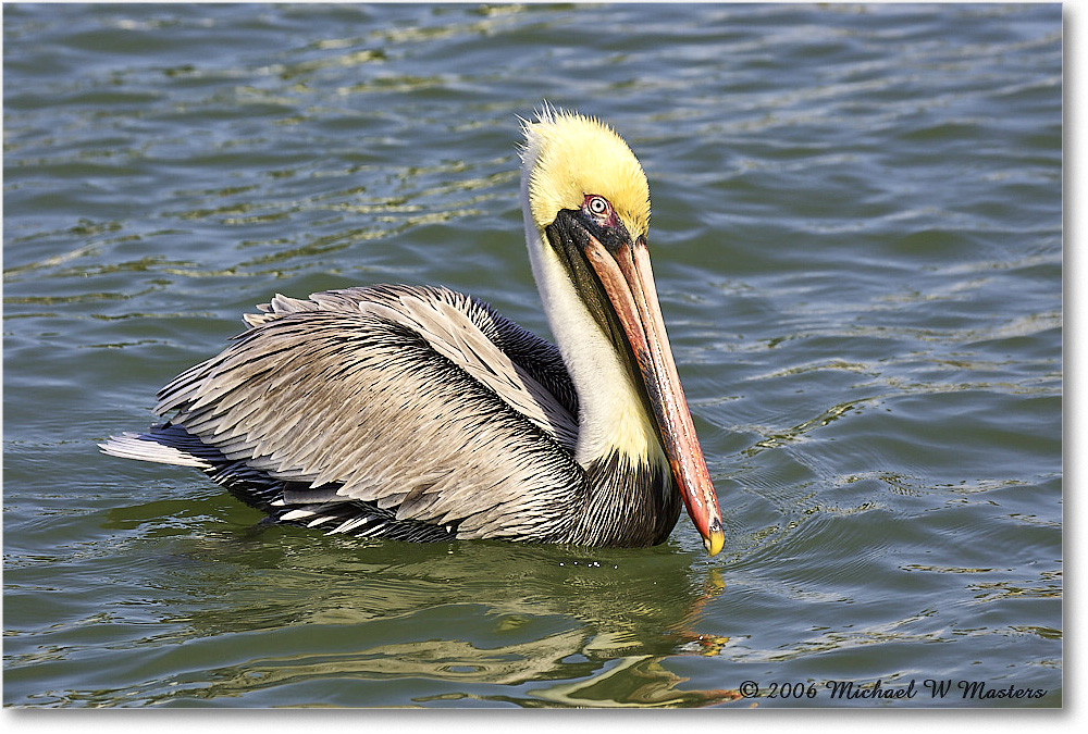 BrownPelican_PlacidaBay_2006Jan_Y2F6815 copy