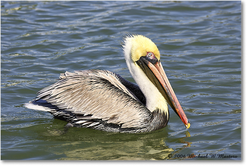 BrownPelican_PlacidaBay_2006Jan_Y2F6817 copy