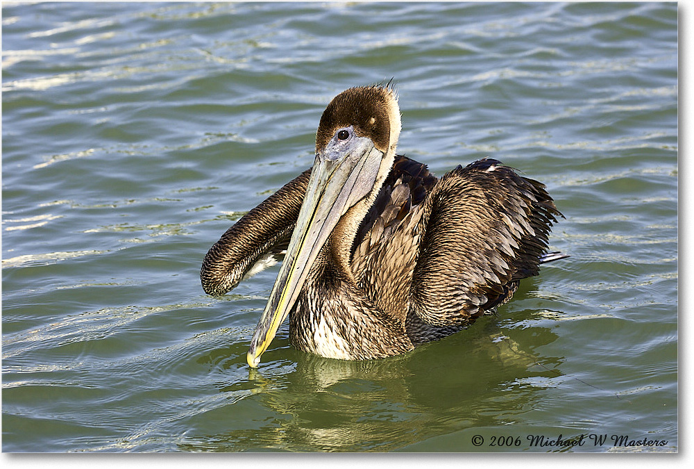 BrownPelican_PlacidaBay_2006Jan_Y2F6825 copy