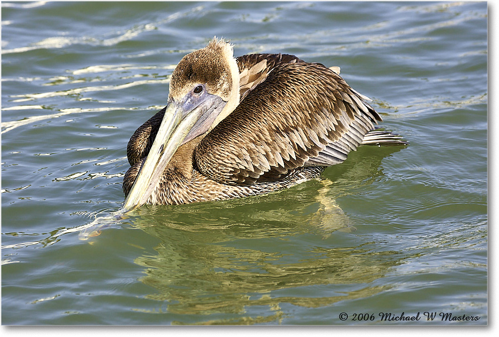 BrownPelican_PlacidaBay_2006Jan_Y2F6827 copy