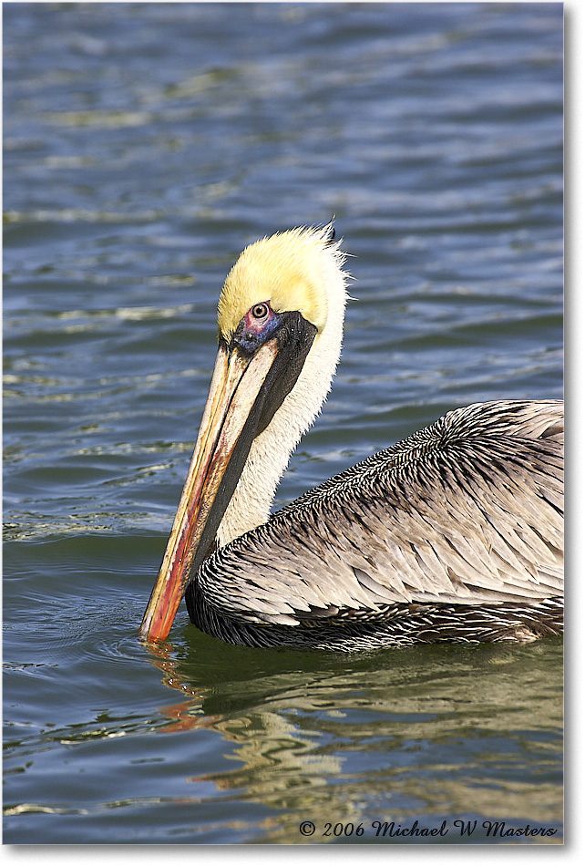 BrownPelican_PlacidaBay_2006Jan_Y2F6832 copy