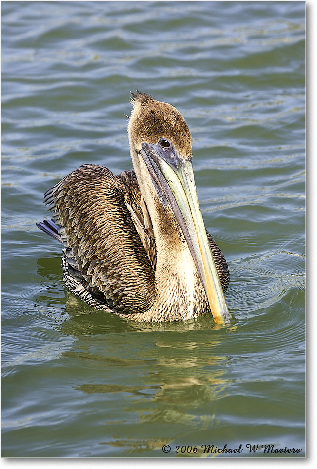 BrownPelican_PlacidaBay_2006Jan_Y2F6843 copy