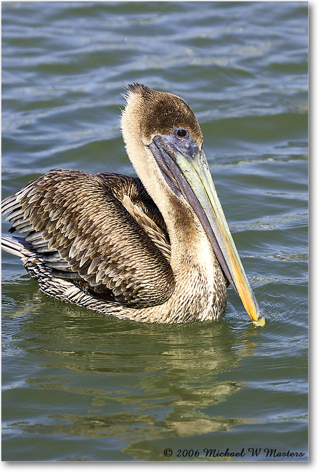 BrownPelican_PlacidaBay_2006Jan_Y2F6846 copy