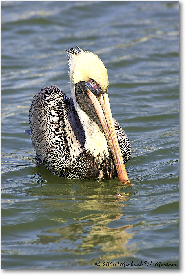 BrownPelican_PlacidaBay_2006Jan_Y2F6889 copy