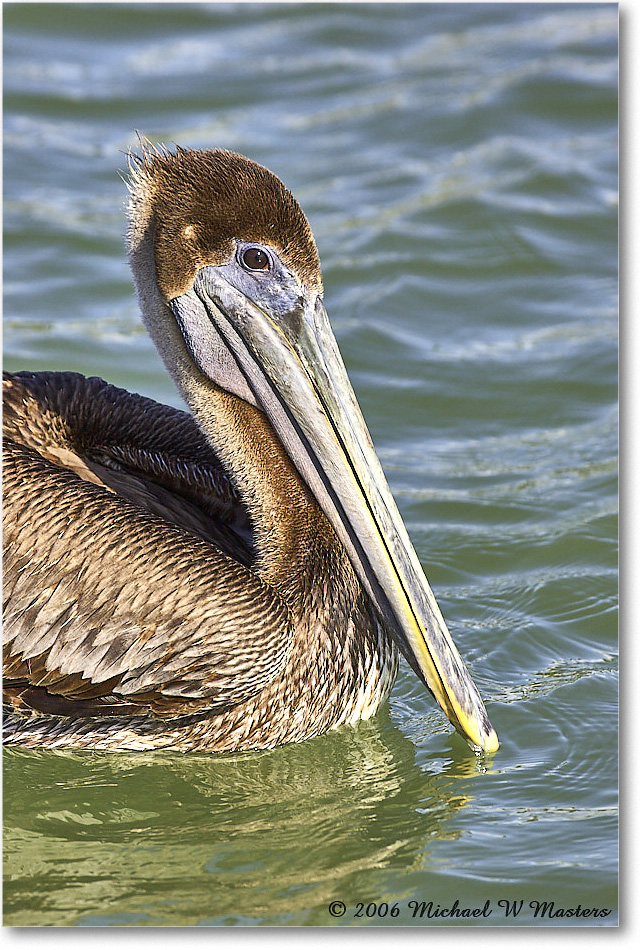 BrownPelican_PlacidaBay_2006Jan_Y2F6938 copy