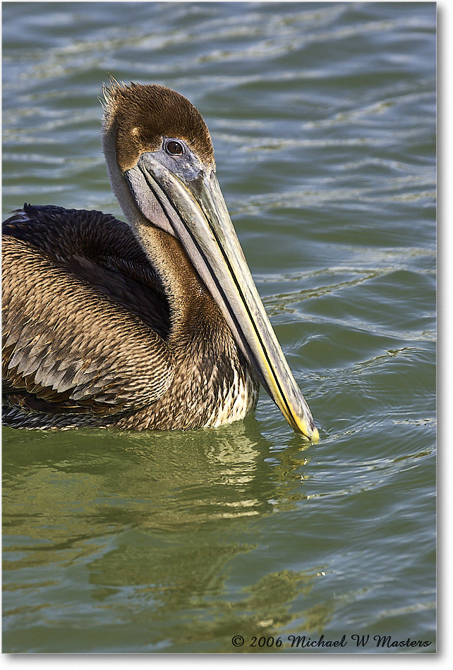 BrownPelican_PlacidaBay_2006Jan_Y2F6942 copy