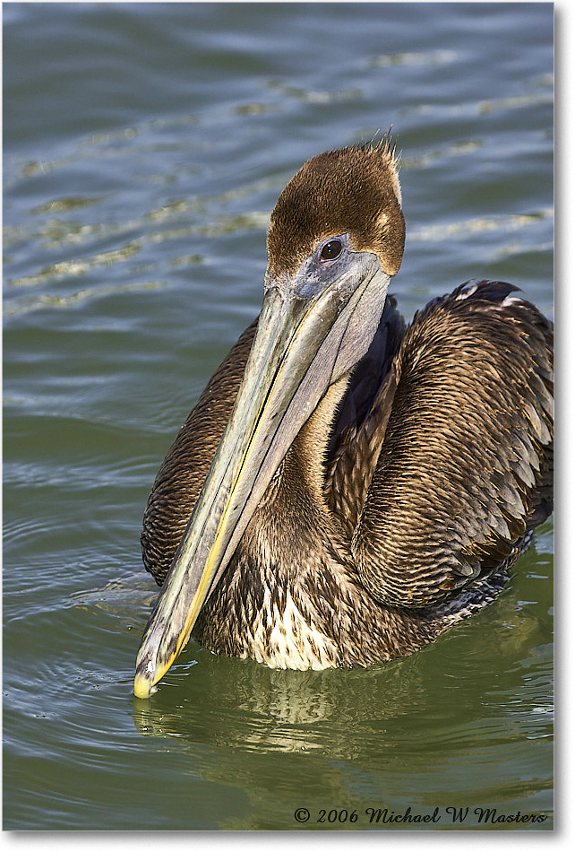 BrownPelican_PlacidaBay_2006Jan_Y2F6947 copy