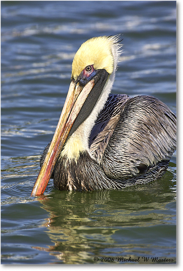 BrownPelican_PlacidaBay_2006Jan_Y2F6957 copy