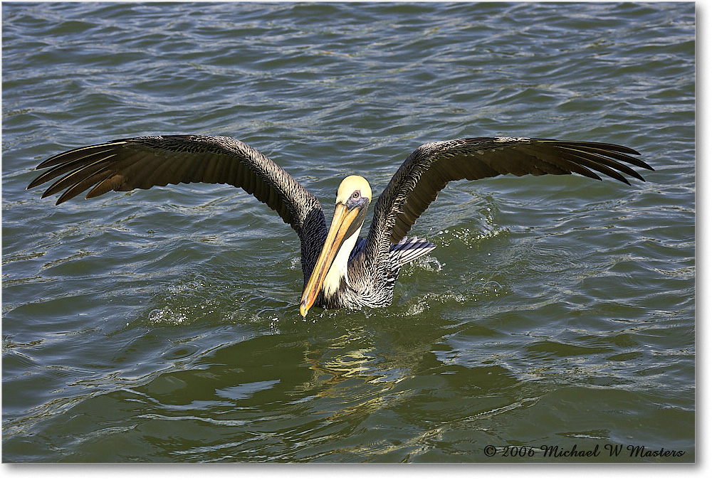 BrownPelican_PlacidaBay_2006Jan_Y2F6993 copy