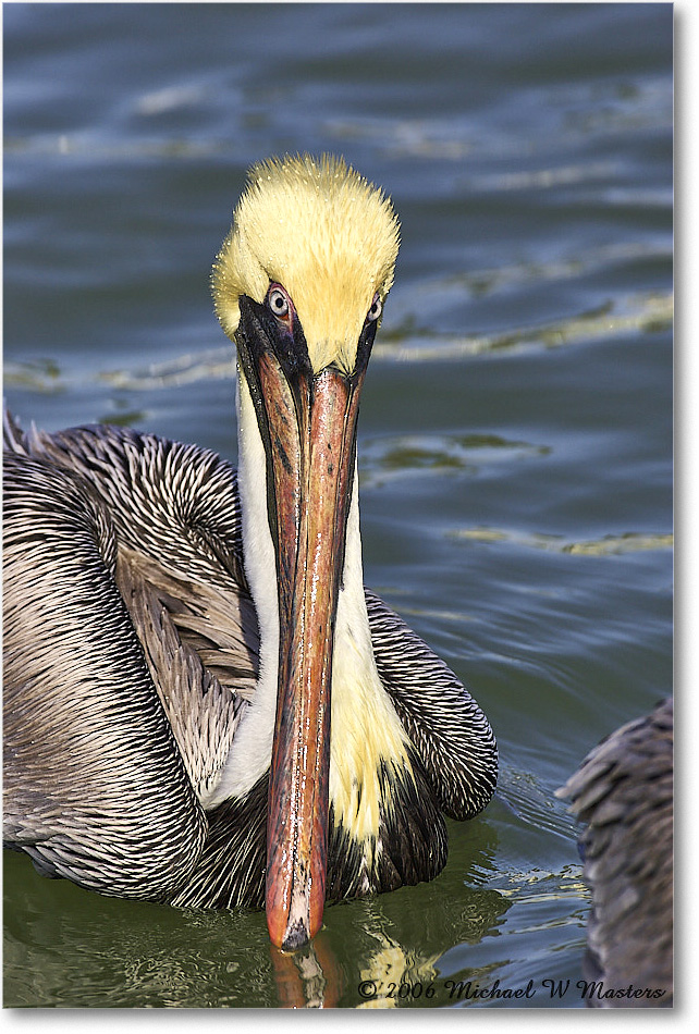 BrownPelican_PlacidaBay_2006Jan_Y2F7034 copy