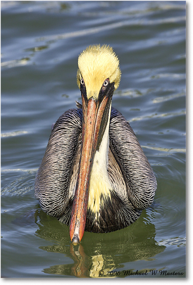 BrownPelican_PlacidaBay_2006Jan_Y2F7035 copy