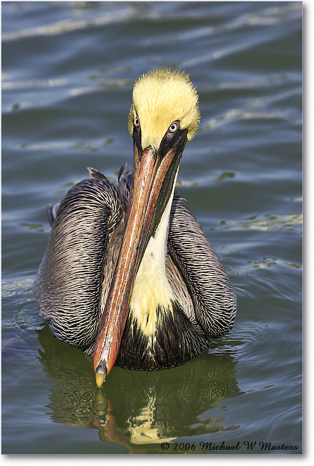 BrownPelican_PlacidaBay_2006Jan_Y2F7038 copy